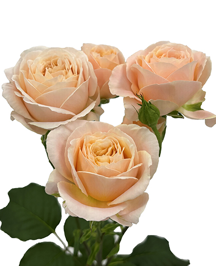 Apricot Lace™
