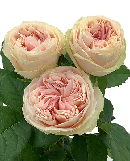 Beauty Secret®