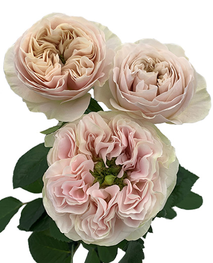 Chiffon®