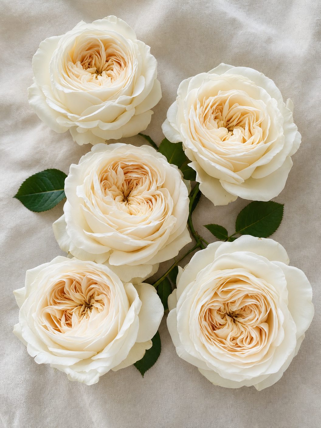Classic Roses