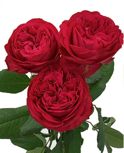 Carmine Classique®