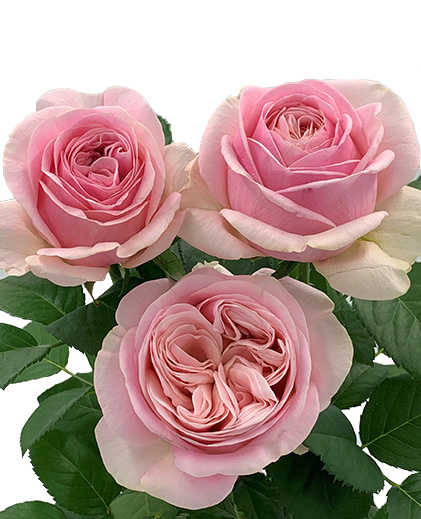 Tickled Pink™