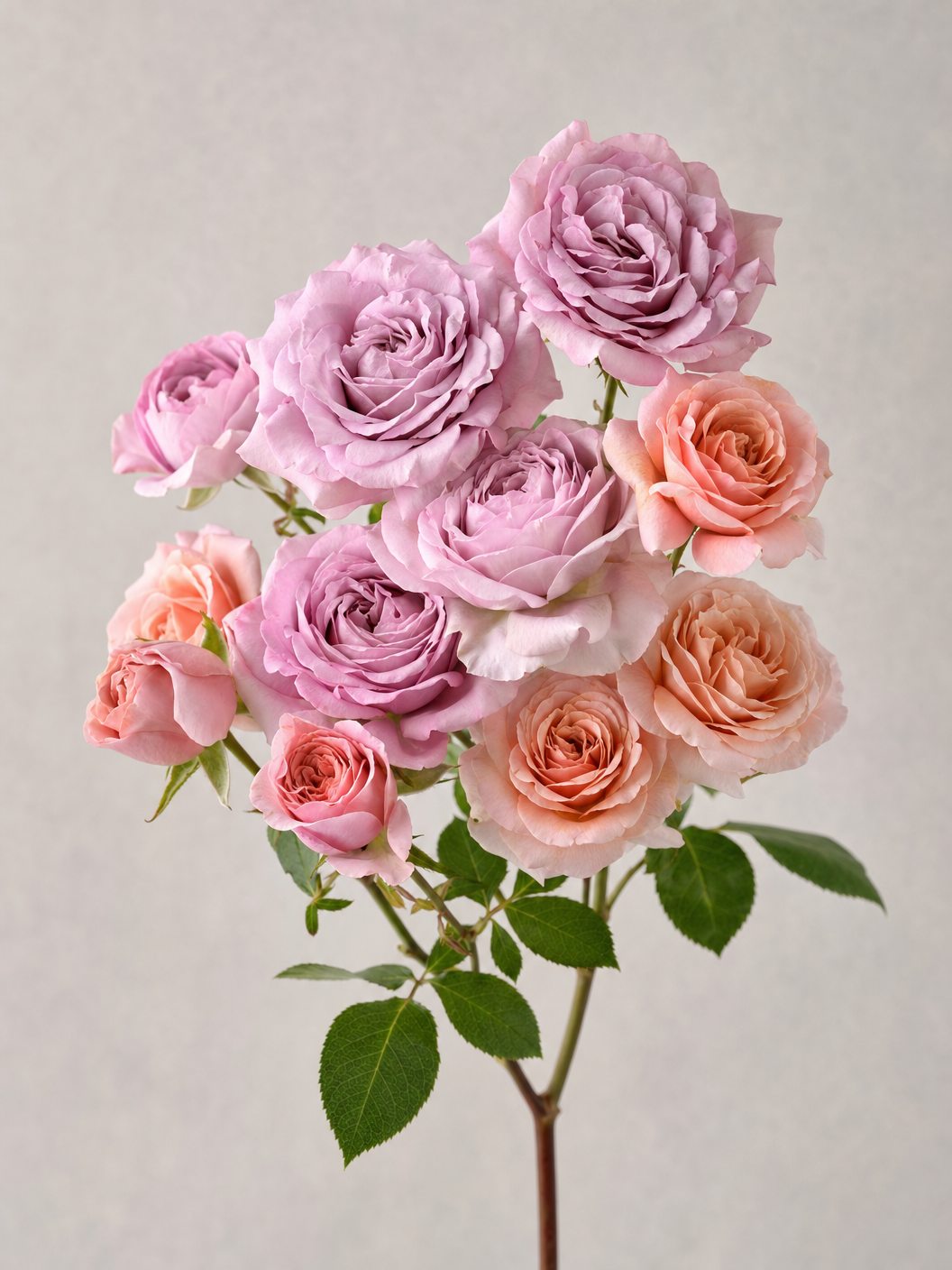 Clustar Roses