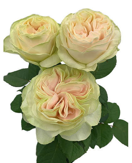 Dolce Rosa®