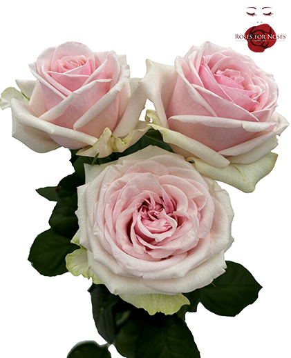 Fragrant Queen®