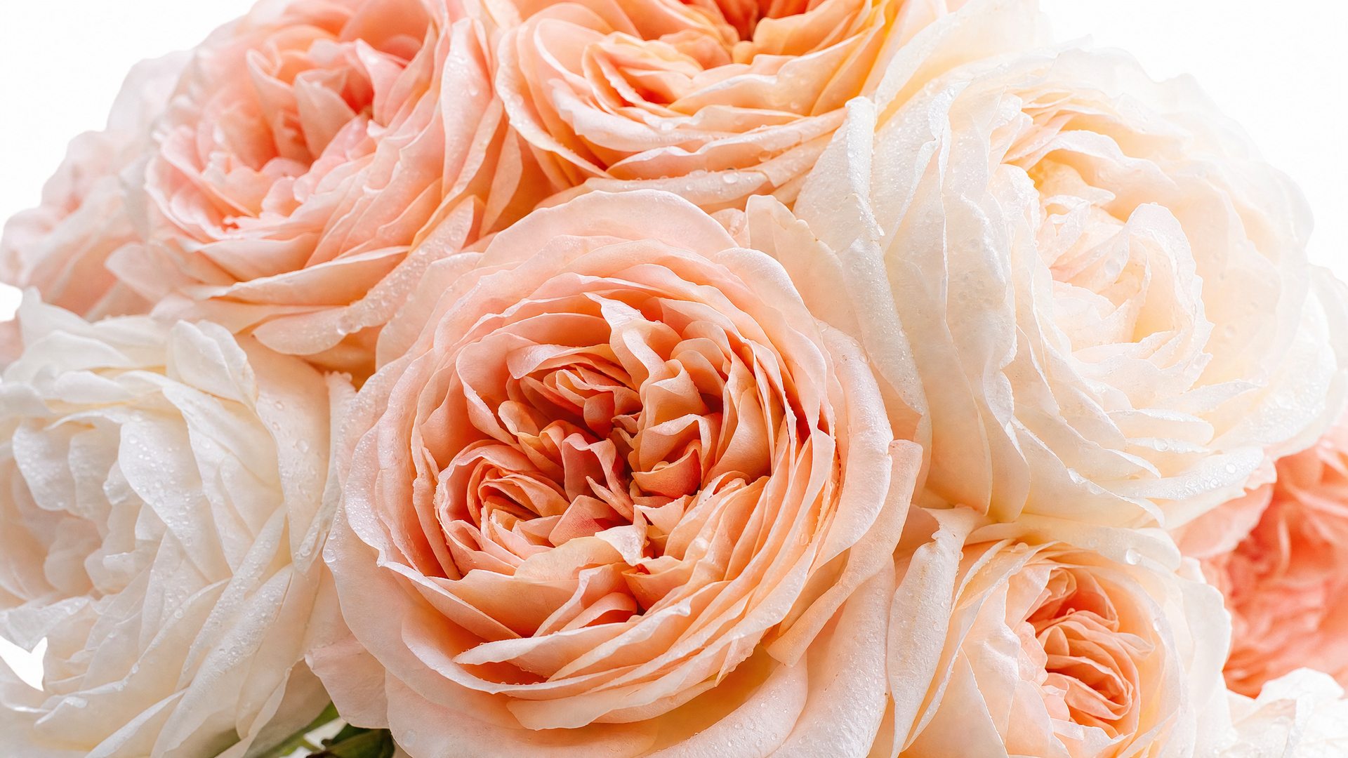 Grandiflora premium roses