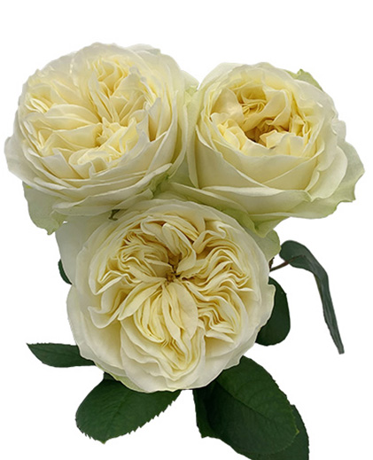 Pearl White™