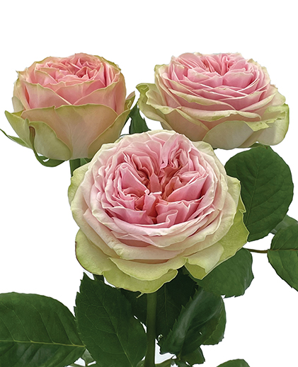 Pink Classique®