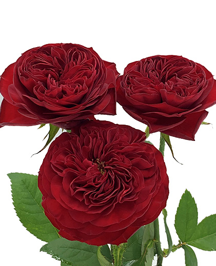 Platinum Jubilee®