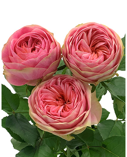 Rosalita®