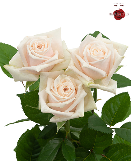 Sweet Alluring®