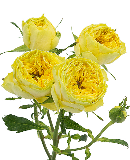 Yellow Lace™